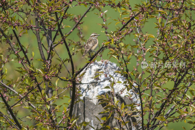 Whinchat (Saxicola rubetra)